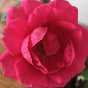 Meet your Posher, Filiz